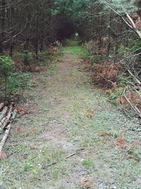 Footpath in forest