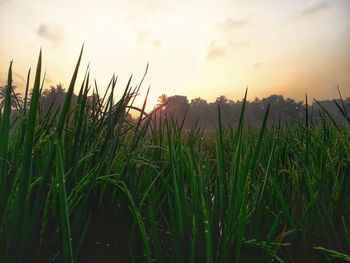 View of stalks in field against cloudy sky