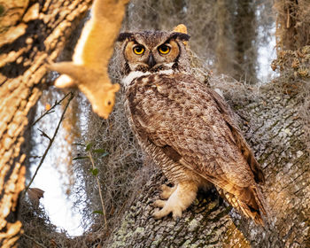 Nesting great horned owl watches squirrel climbing near nest