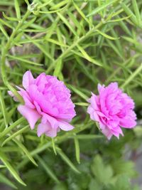 flowering plant