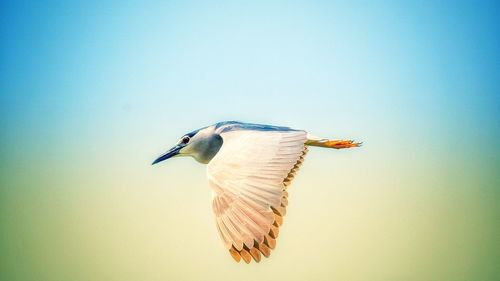 Seagull flying in the sky