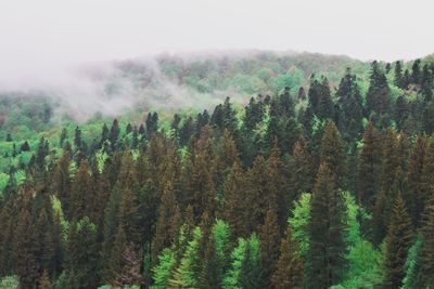 Pine trees in forest against sky