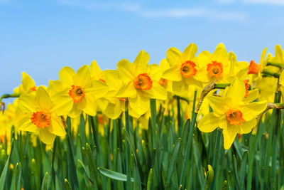 Daffodil flowers close-up with beautiful blue sky background