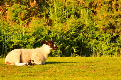 Sheep grazing on field