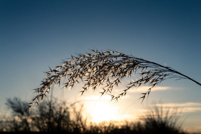 Low angle view of silhouette plants against sky during sunset