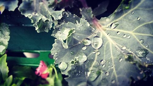 Close-up of raindrops on plant