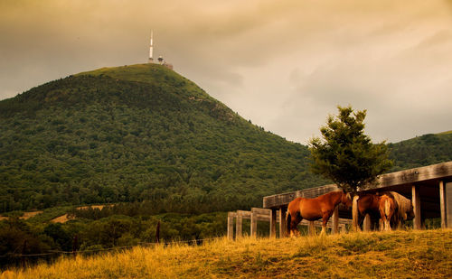 Horse in a field