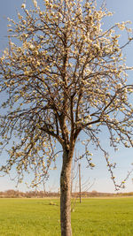 Tree on field against sky