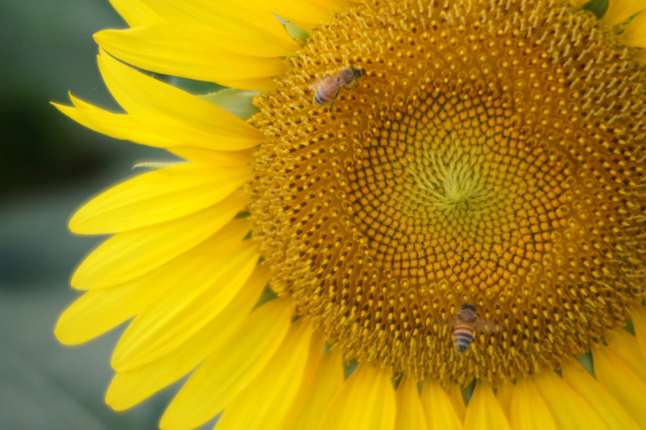 yellow, flower, petal, freshness, flower head, fragility, close-up, pollen, sunflower, beauty in nature, insect, growth, nature, one animal, animal themes, animals in the wild, single flower, blooming, focus on foreground, plant