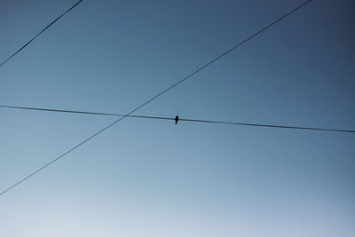 Low angle view of birds perching on cable