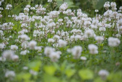 Close-up of white flowers blooming in field