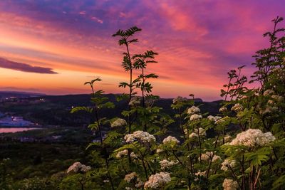 Close-up of flowers growing in field against sky at sunset