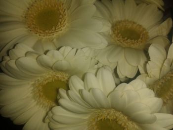 Close-up of white flowers