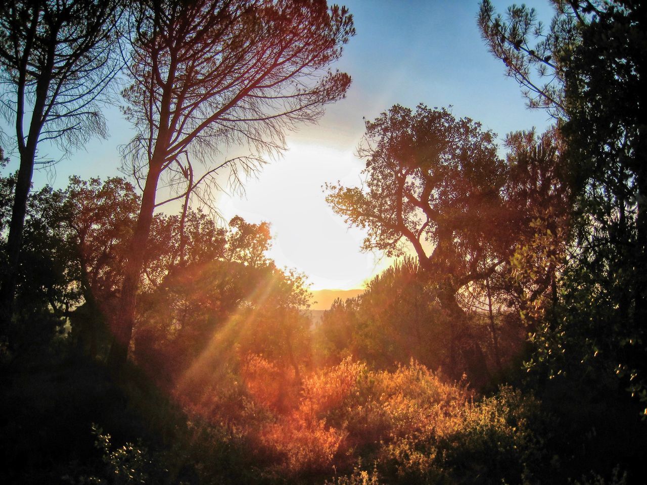 tree, plant, nature, sky, sunlight, beauty in nature, morning, tranquility, scenics - nature, sun, tranquil scene, forest, land, sunbeam, growth, landscape, environment, no people, leaf, sunrise, non-urban scene, autumn, idyllic, outdoors, dawn, lens flare, silhouette, back lit, light, orange color, branch, woodland, cloud