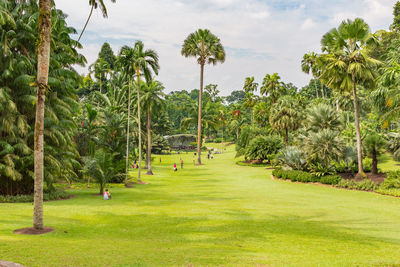 Scenic view of palm trees on landscape against sky