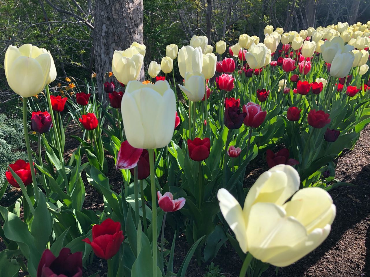 CLOSE-UP OF RED TULIPS WITH FLOWERS IN PARK