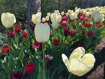 Close-up of red tulips in park