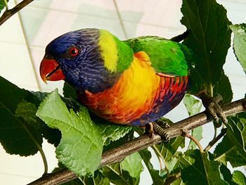 Close-up of parrot perching on branch