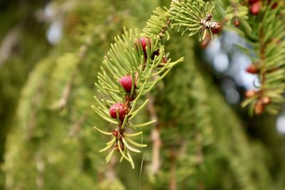 Close-up of pink flowering plant