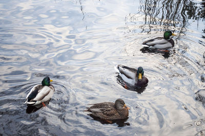 High angle view of ducks swimming in lake