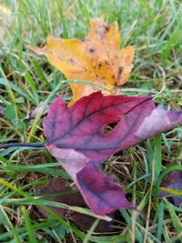 Close-up of fallen maple leaf on field