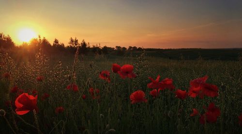 Close-up of poppy flowers in field at sunset