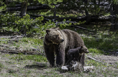 Two bears in the wild