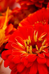 Close-up of red flower