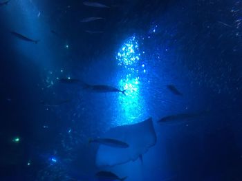 Close-up of jellyfish swimming in aquarium