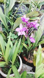 Close-up of purple flowers blooming outdoors