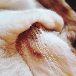 Close-up of cat sleeping