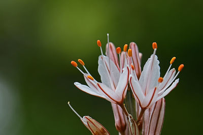 Close-up of orange flowering plant