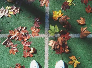 Leaves on ground