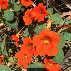 Close-up of flowers blooming outdoors