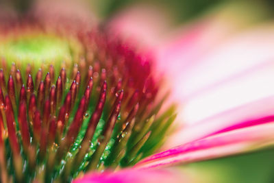 Close-up of pink flower