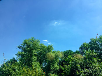 Low angle view of trees against blue sky
