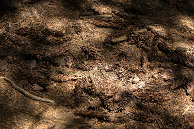 High angle view of lizard on mud
