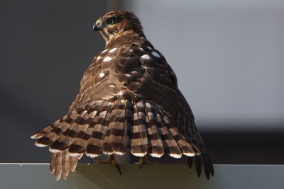 Low angle view of eagle