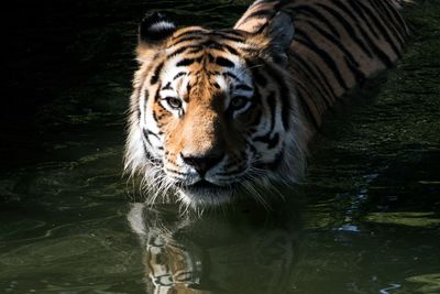 View of tiger in water in lake