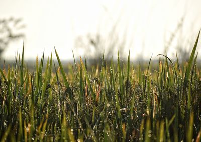 Close-up of stalks in field