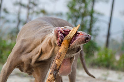 Close-up of weimaraner with stick