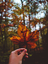 Close-up of hand holding maple leaves during autumn