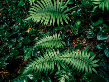 High angle view of leaves on field in forest