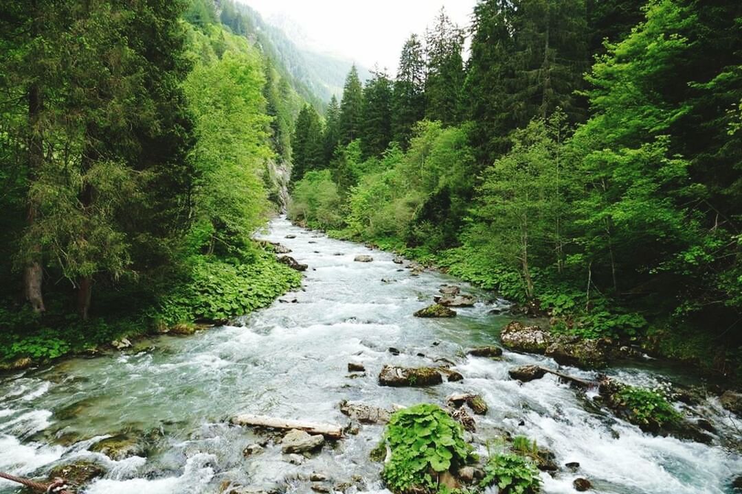 STREAM PASSING THROUGH FOREST