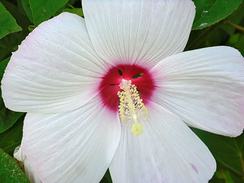 Close-up of white flower