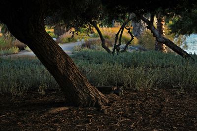 Scenic view of trees by river