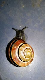 Close-up high angle view of snail