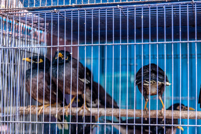 Close-up of parrot in cage