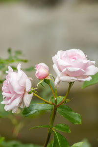 Close-up of pink roses