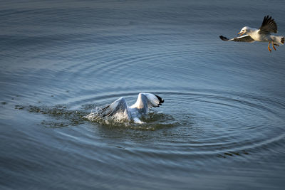 Seagulls flying over lake